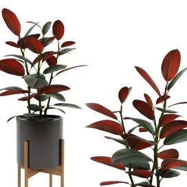 Ficus elastica black prince